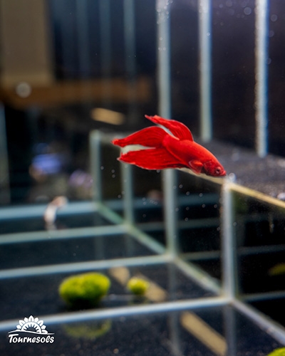 Poisson combattant rouge nageant dans un aquarium adapté, disponible dans les jardineries Tournesols.